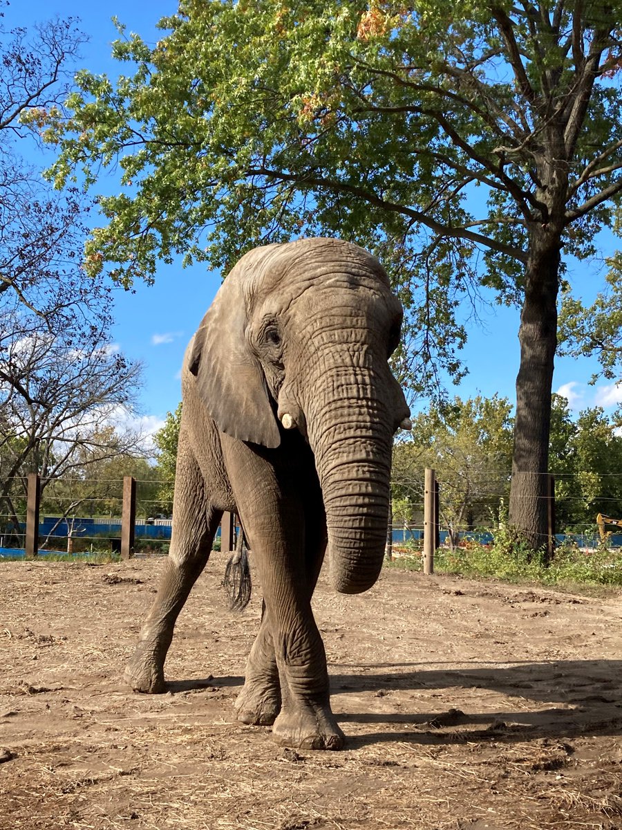 KansasCityZoo's tweet photo. As you turn the page on your calendar to 05-01, we usher in a new holiday: #501cDay!  As a 501(c)(3), the Zoo is able to care for 1,700-plus animals through your generous donations. Today we hope you’ll consider a tax-deductible donation to the Zoo! https://t.co/8FZrU4hQgC. https://t.co/0bYDqNMdo3