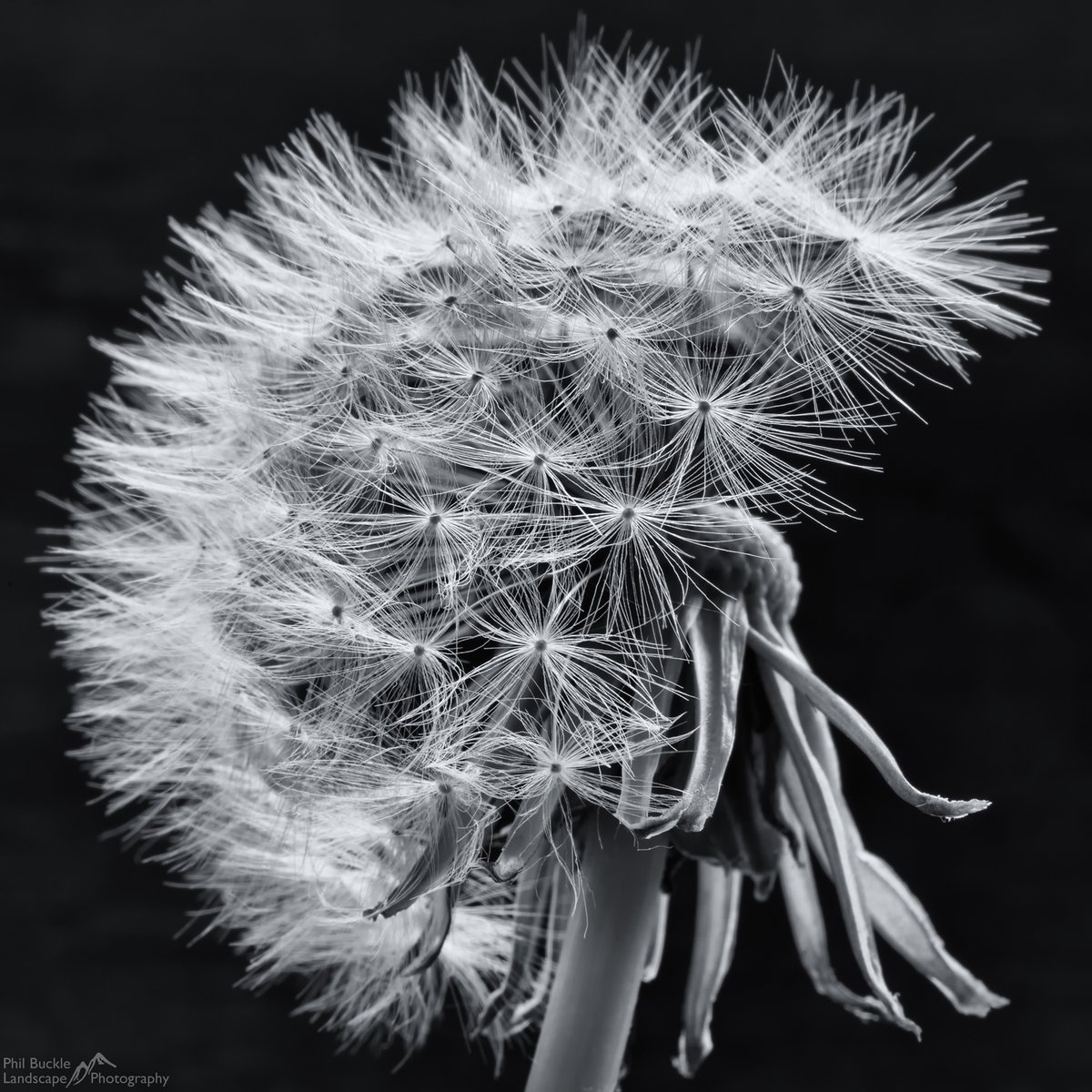 Phil Buckle tweet media