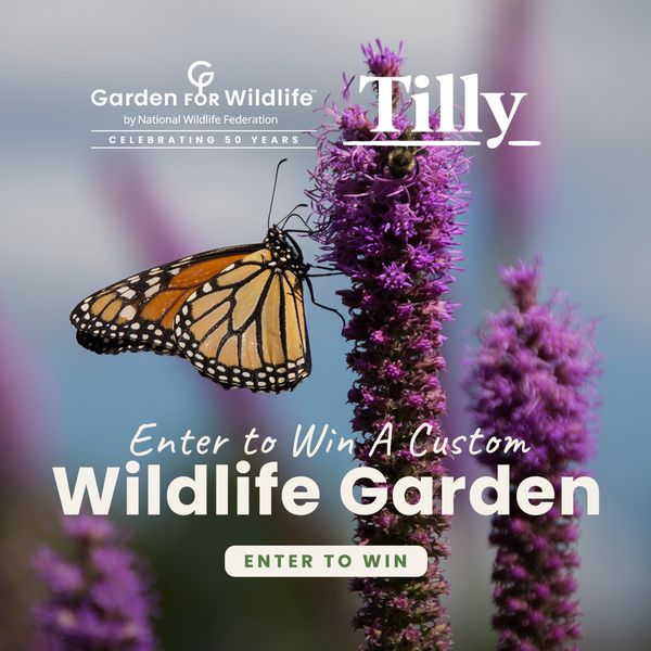 Garden4Wildlife's tweet image. Enter today for a chance to win a Wildlife Garden when you sign up for our newsletter. Prize includes landscape design package by @DesignTilly, native plants, water feature, plaque and registration as a @NWF Certified Wildlife Habitat®. Enter here: bit.ly/WinAWildlifeGa…