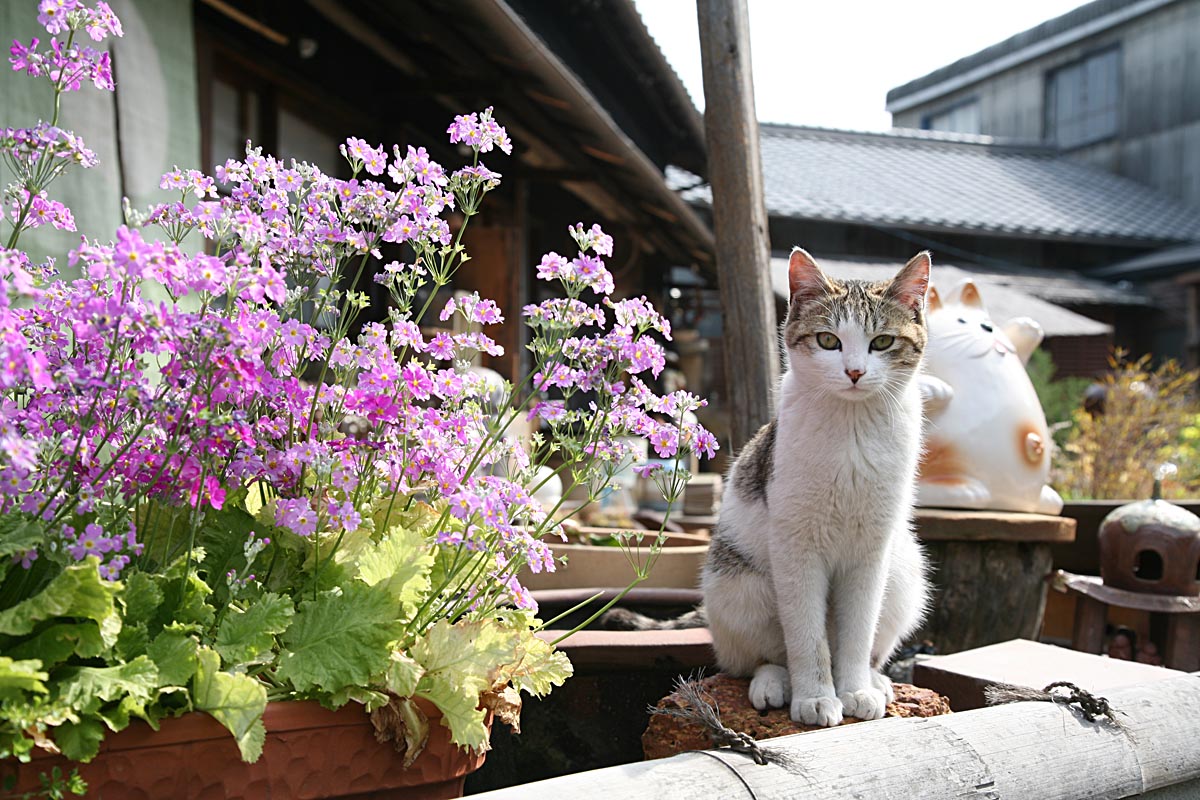 ねこ。