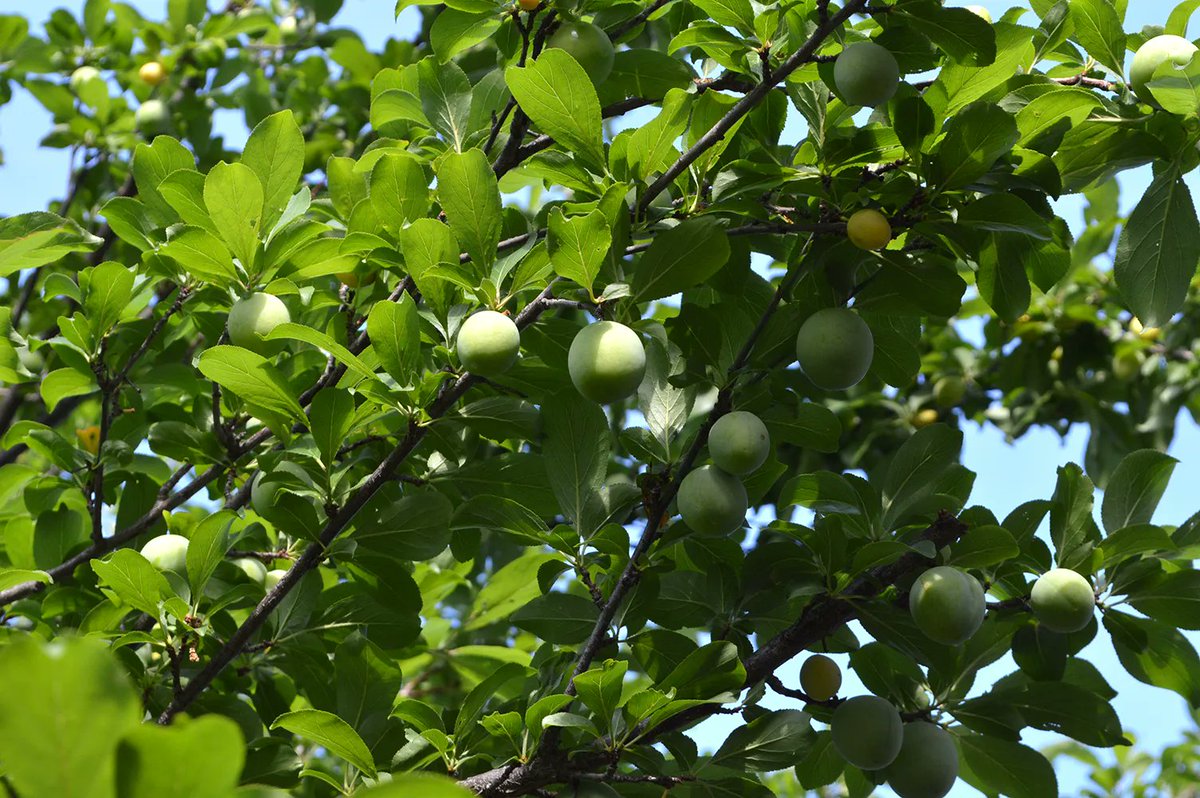 Experiential Gardener tweet media