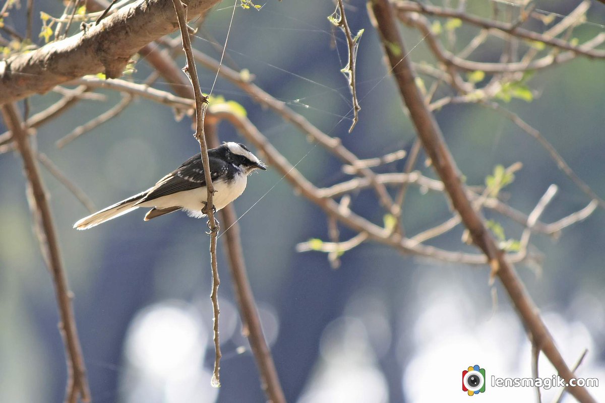 White Browed Fantail bit.ly/3QZMryF Birds of Gujarat #whitebrowedfantail #fantailbird #birdsofGujarat #tholbirdsanctuary #blackandwhitebird #cutebird #aboutfantailbird #smallbirds #birdsanctuarygujarat