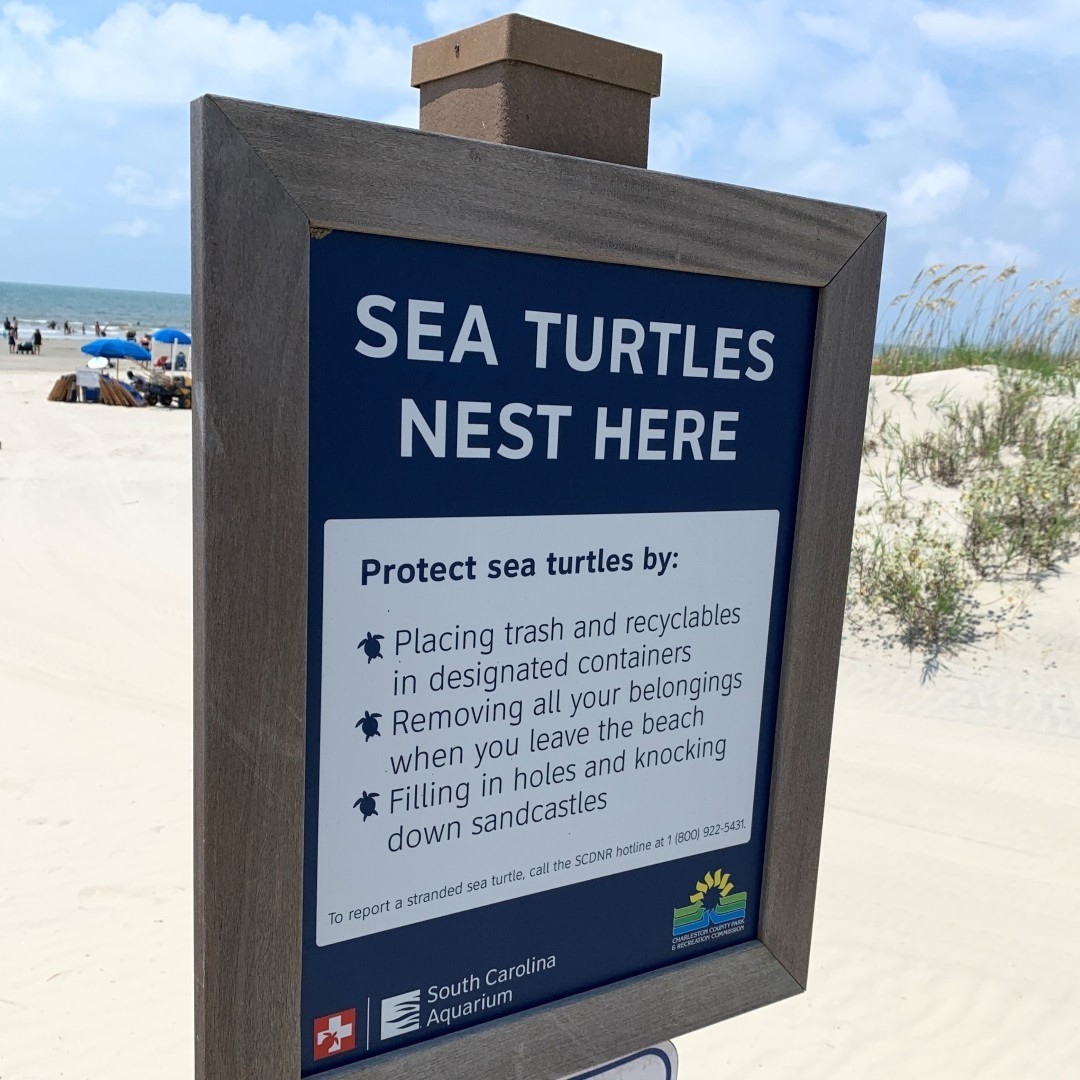 ChasCountyParks's tweet photo. Sea turtle nesting season starts today in South Carolina. 

To help keep these turtles safe at our beach parks, please stay off the dune systems and keep an eye out for South Carolina Department of Natural Resources (SCDNR) signs that designate a turtle nest. https://t.co/4gYKCEPJyF