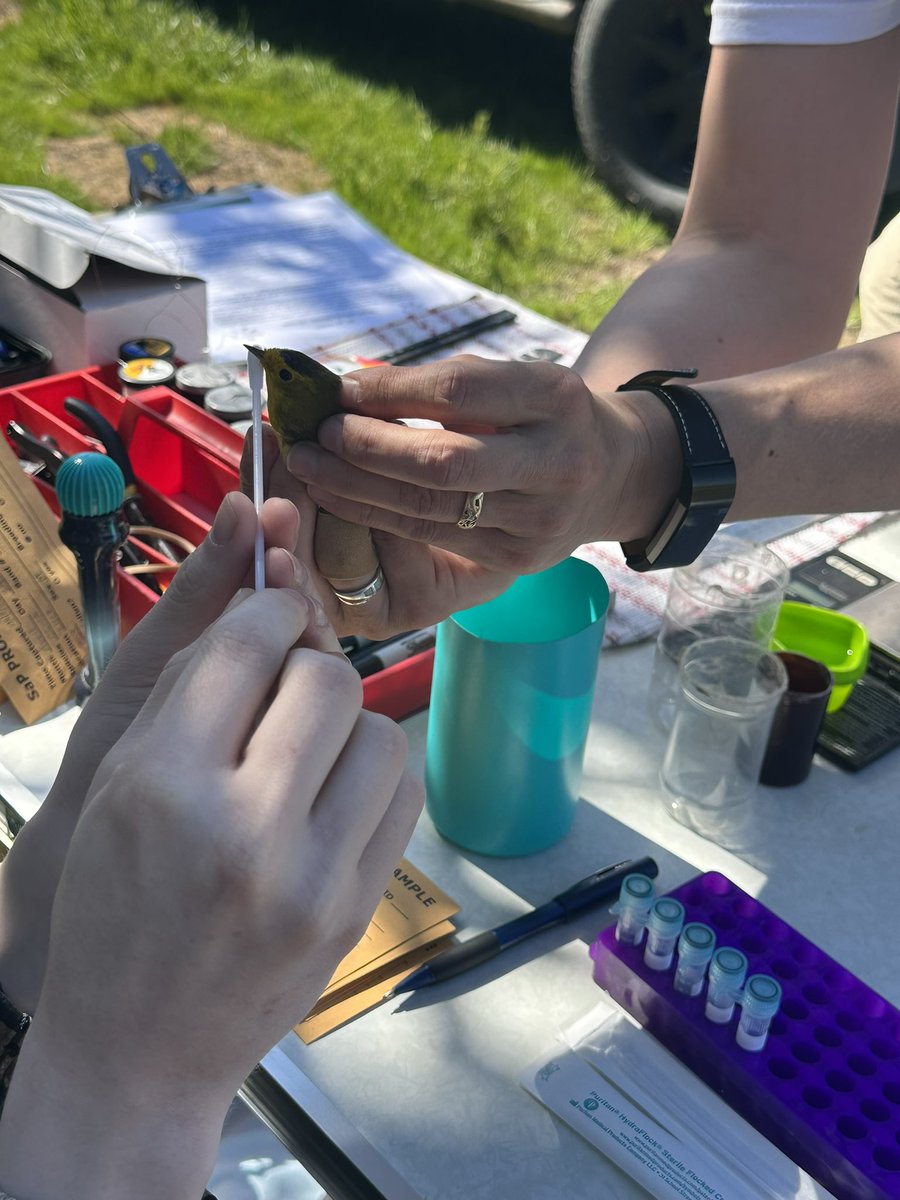 Master Bander <a href="/JS_Rousseau/">Josée Rousseau</a> and a station volunteer taking a pollen sample from a Wilson’s Warbler at Luckiamute Banding Station (OR)! We’re looking forward to seeing what pollens this little bird could be carrying 🐥🌸

carolyncoyle.wixsite.com/sapproject
