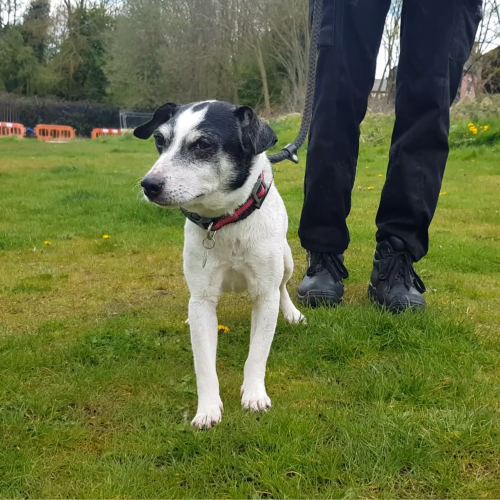 URGENT, please retweet to help Rebel find a home #MANCHESTER #UK 
Jack Russell Terrier AGED 14! Found as a stray and never claimed. He enjoys walks and toys and is a very good sniffer. He shouldn't be in a shelter, please give an extra retweet 💔
DETAILS dogshome.net/dog-for-adopti……