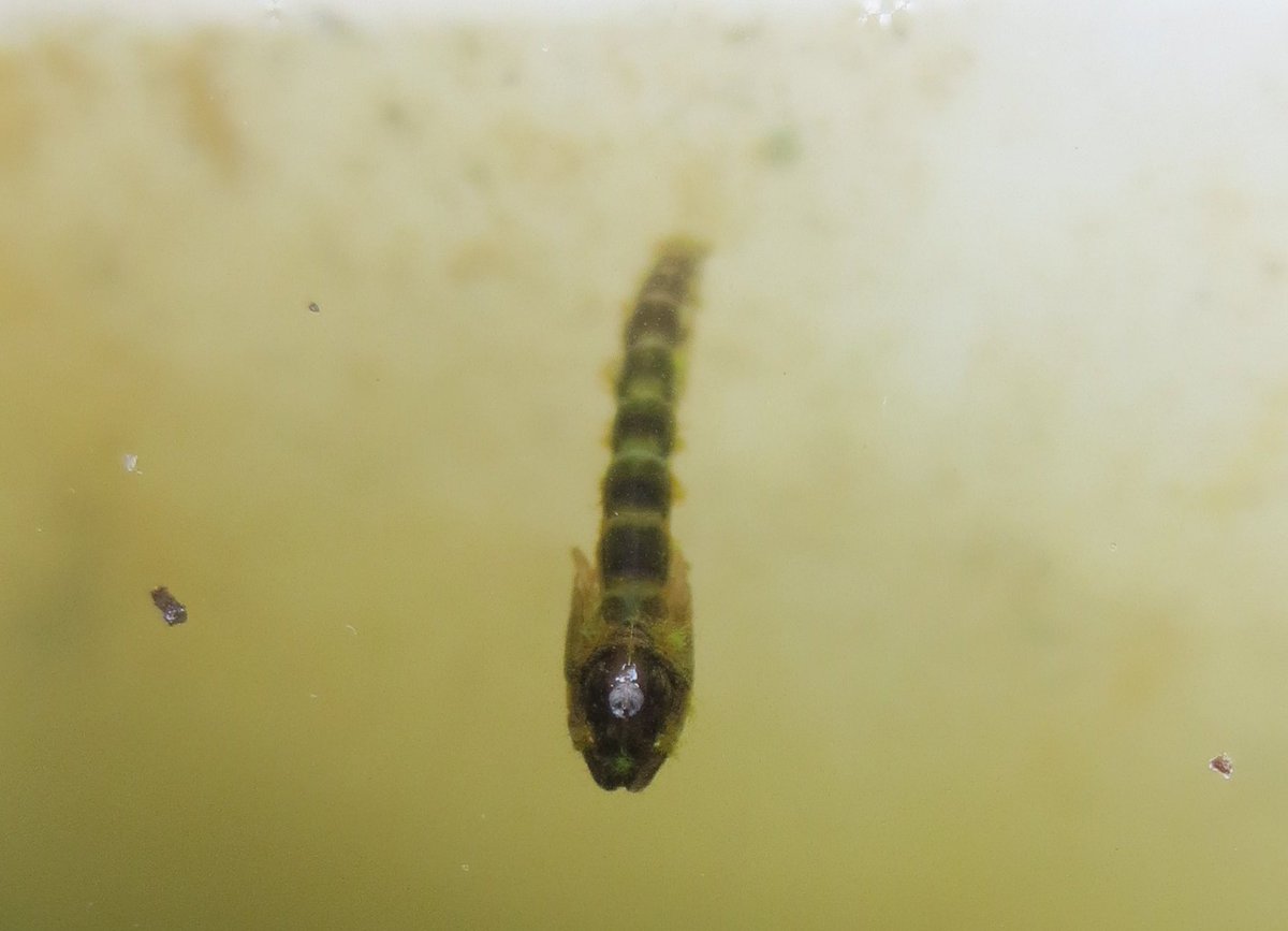 "Thar she blows" Midge surfacing in a bucket. Flying soon.