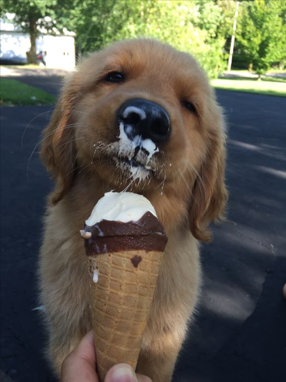 BestForPets4's tweet image. What about my handsome face? 😂🐶🍦❤️ #dogsftwitter #doglovers #MondayMotivation