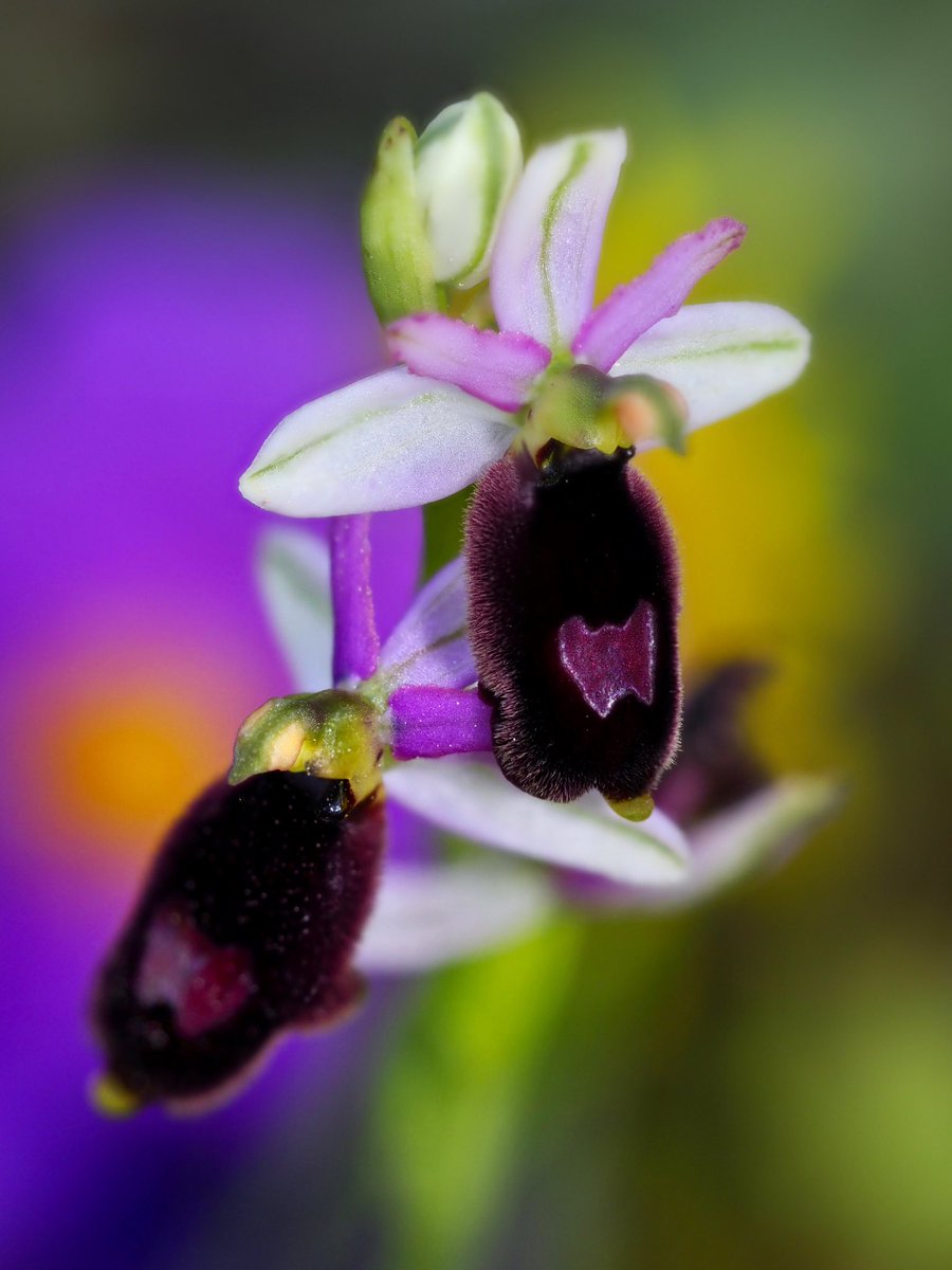 “Els colors són els somriures de la Natura”. Leigh Hunt. 

Ophrys balearica P. Delforge (borinots)
18/04/2023 #orquidies #orquideas #orchids #ReservadeBiosfera #Menorca #biodiversitat #biodiversity