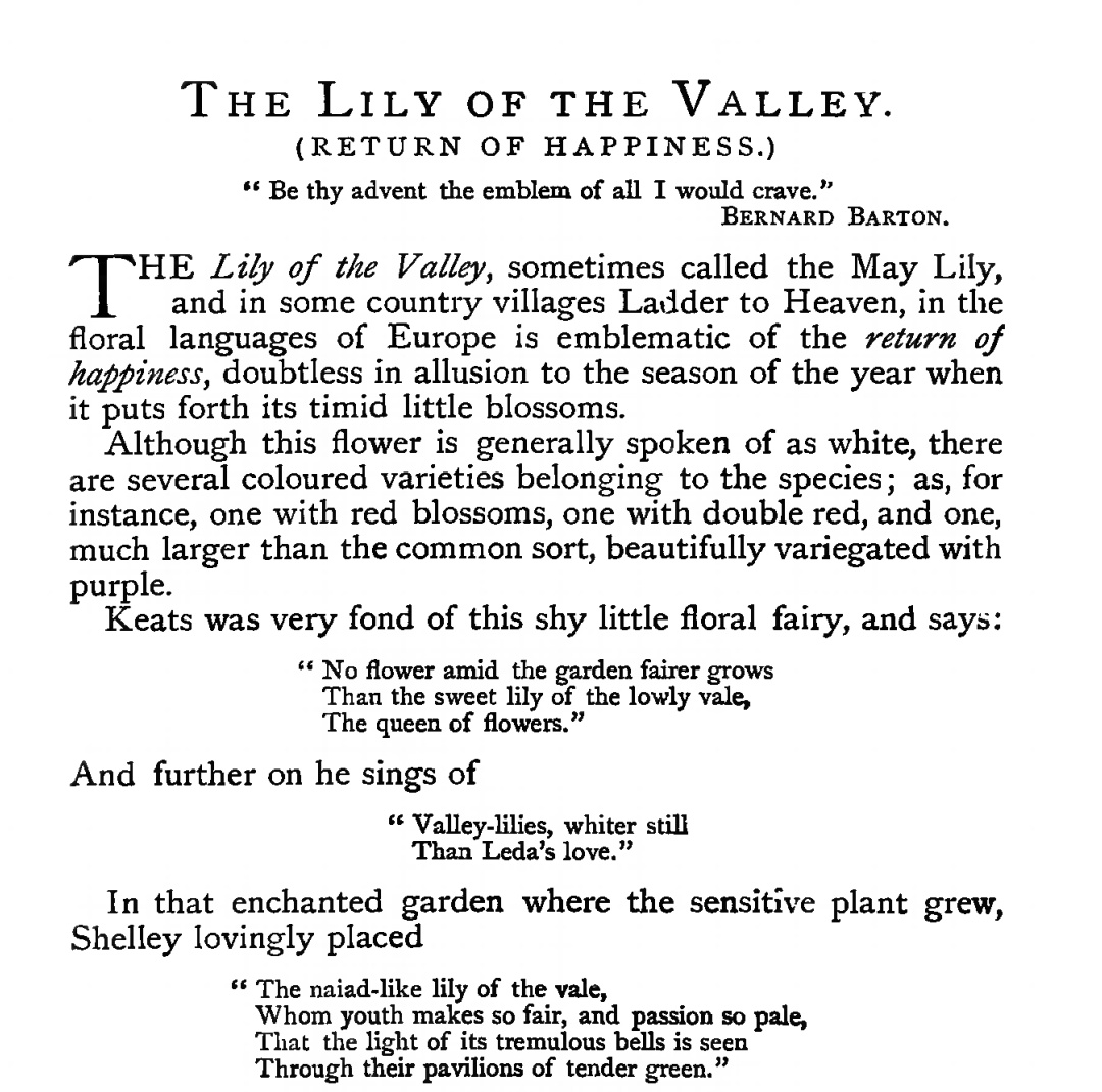 orvalhando's tweet photo. Lily ot the Valley, the May Lily ♡ https://t.co/7q3XBPHbtu