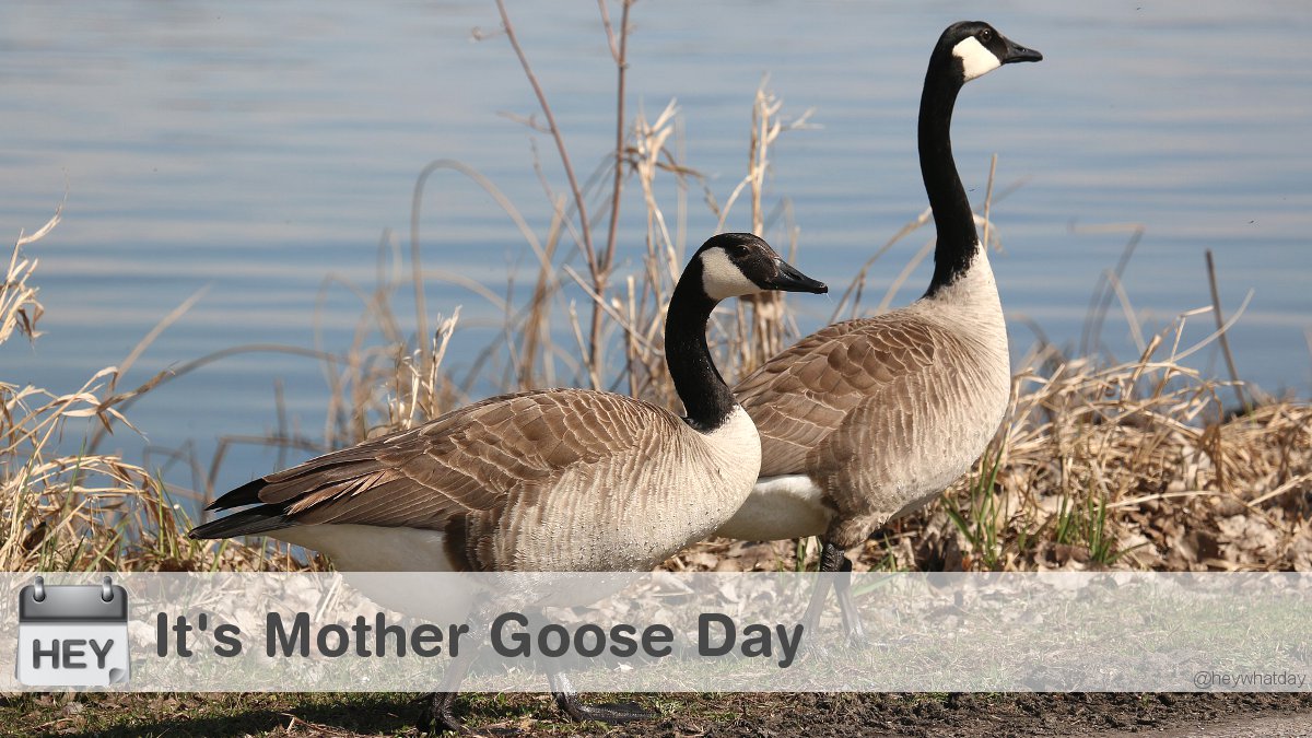 It's Mother Goose Day! 
#MotherGooseDay #NationalMotherGooseDay #Natural