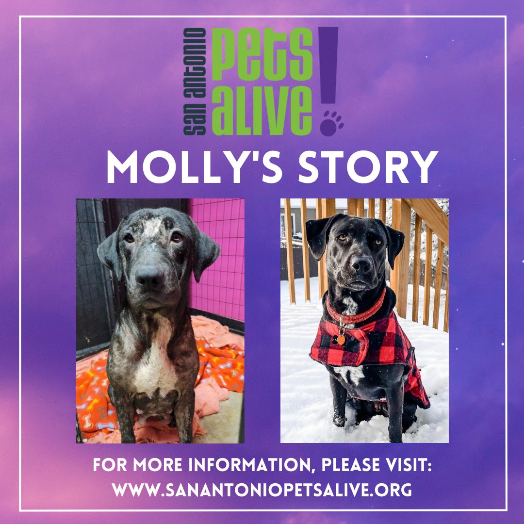 Yesterday was National Adopt A Shelter Pet Day! 🐶 Today's charity spotlight is: <a href="/sapetsalive/">San Antonio Pets Alive!</a> 

Molly was adopted by a wonderful family and there are many pups yearning for a loving family to call their own. Please visit their available dogs and puppies at sanantoniopetsalive.org/adopt/adopt-a-…