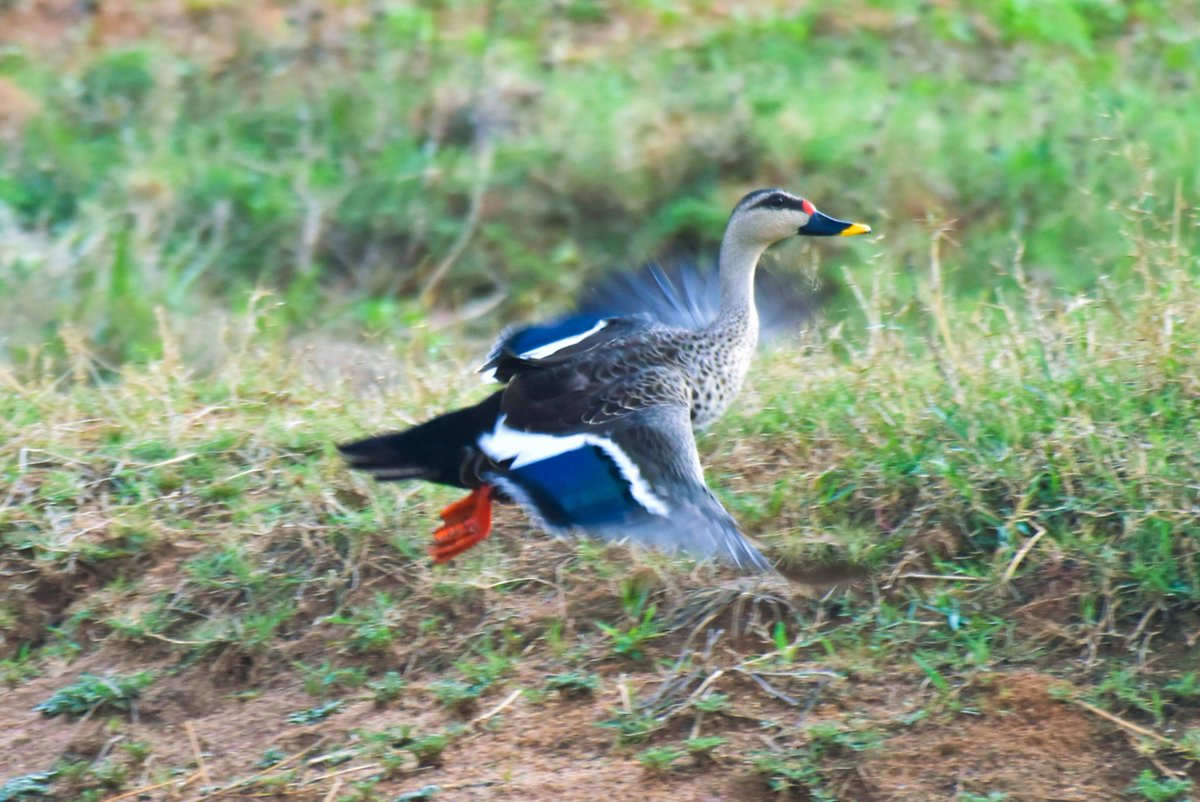 The Untraceable!

#spotbilledduck @pargaien @UKNikon #indiaves @Natures_Voice #ThePhotoHour @NikonIndia #BBCWildlifePOTD @AnimalPlanet @Discovery @DiscoverKorea_ @WildlifeMag @NikonUSA @NatGeoIndia @BBCEarth #BirdsSeenIn2023 #birds #BirdsOfTwitter #wildlifephotography #birding