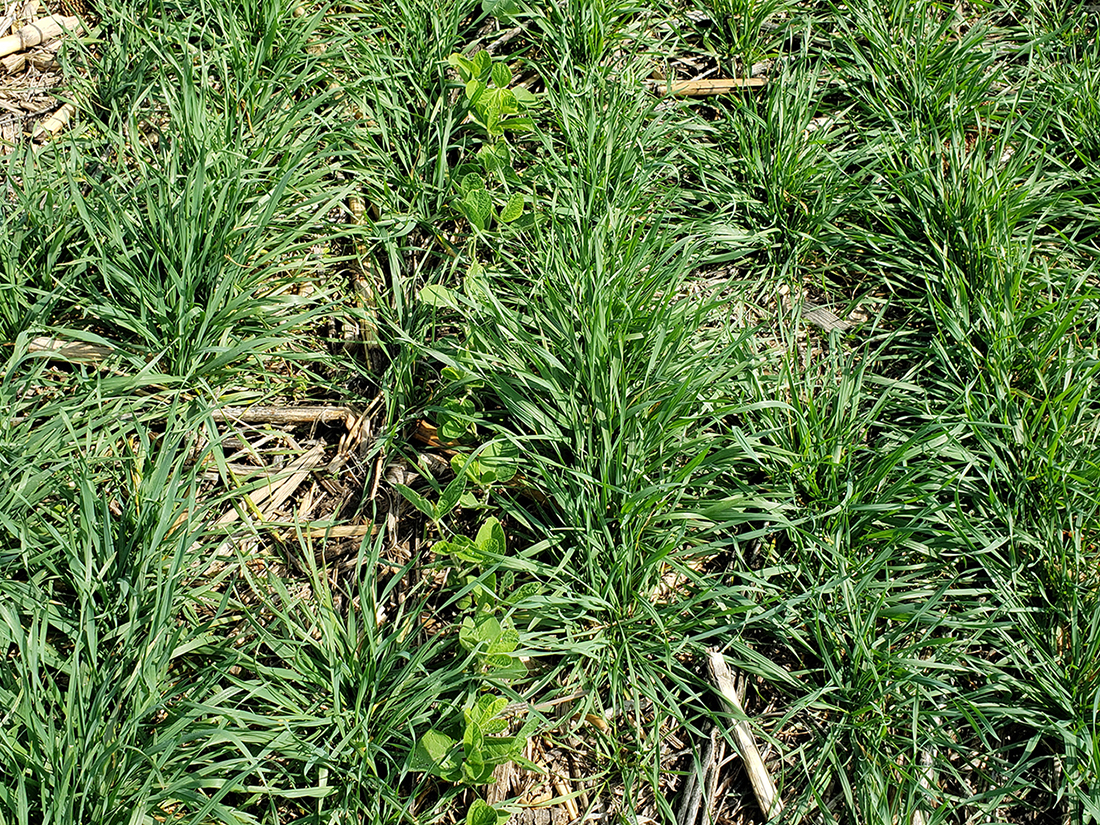UNL_CropWatch's tweet image. Herbicide Considerations When #Interseeding Cover Crops | @UNLExtension insights on timing/volume of #herbicides for interseeded #covercrops to help #farmers avoid germination &amp;amp; plant establishment issues this season. #NebExt @jenreesources @AmitUNL🌱 buff.ly/3LEETBo