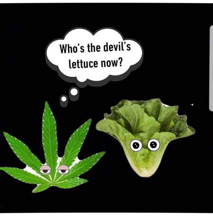 IBDcentral's tweet image. When lettuce is one of your trigger foods. reddit.com/r/IBDmemes/com… #IBD #IBDmemes #Crohns #Colitis