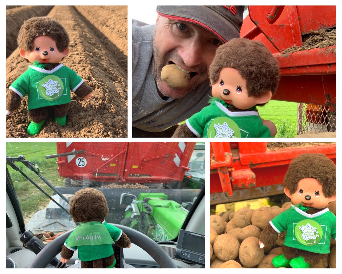 FrAgriKiki's tweet photo. C’est bruno qui m’accueille cette semaine
@BruCardot ☺️
Nous avons planté des patates 🥔
Trop bizarre. Il donne des prénoms à toutes ses cultures.
Voici #dudule la 🥔 fécule riche en amidons
Pas facile de grimper les bûtes 😝 mais je suis sportif ça va 🙂
2/5 https://t.co/GZSdam6yN1