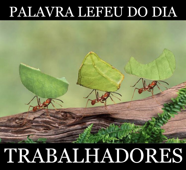 Palavra Lefeu do Dia (@palavralefeu) on Twitter photo 