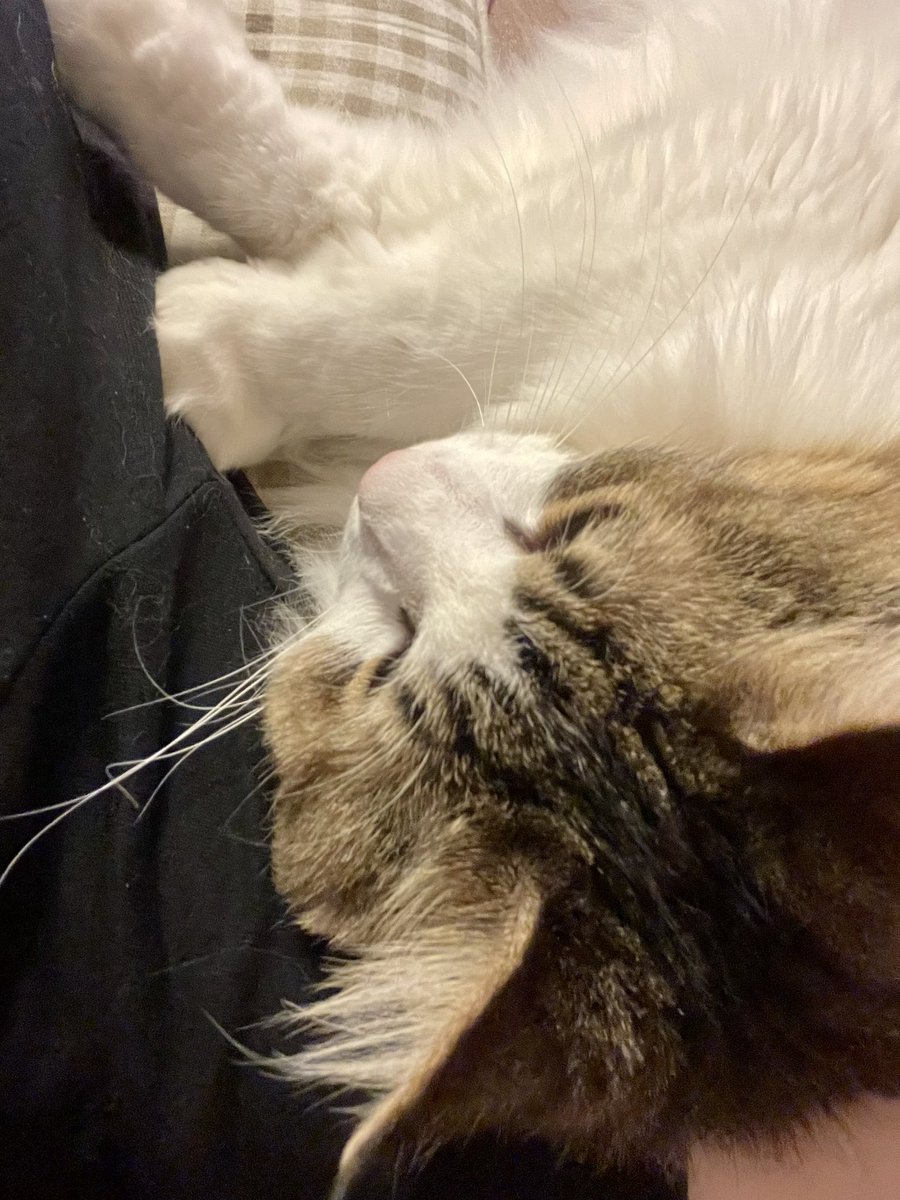 速攻でくっついてきた猫はこちらです。 https://t.co/prCnqEwaCb