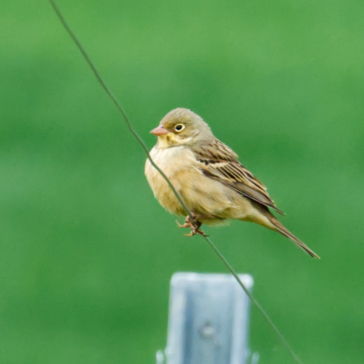 swaninga_fotos's tweet photo. Danke für die Bestätigungen. Hier noch eins für #BirdsSeenIn2023 ortolan bunting #germany #birds #ortolan https://t.co/OCWoVhtS9f
