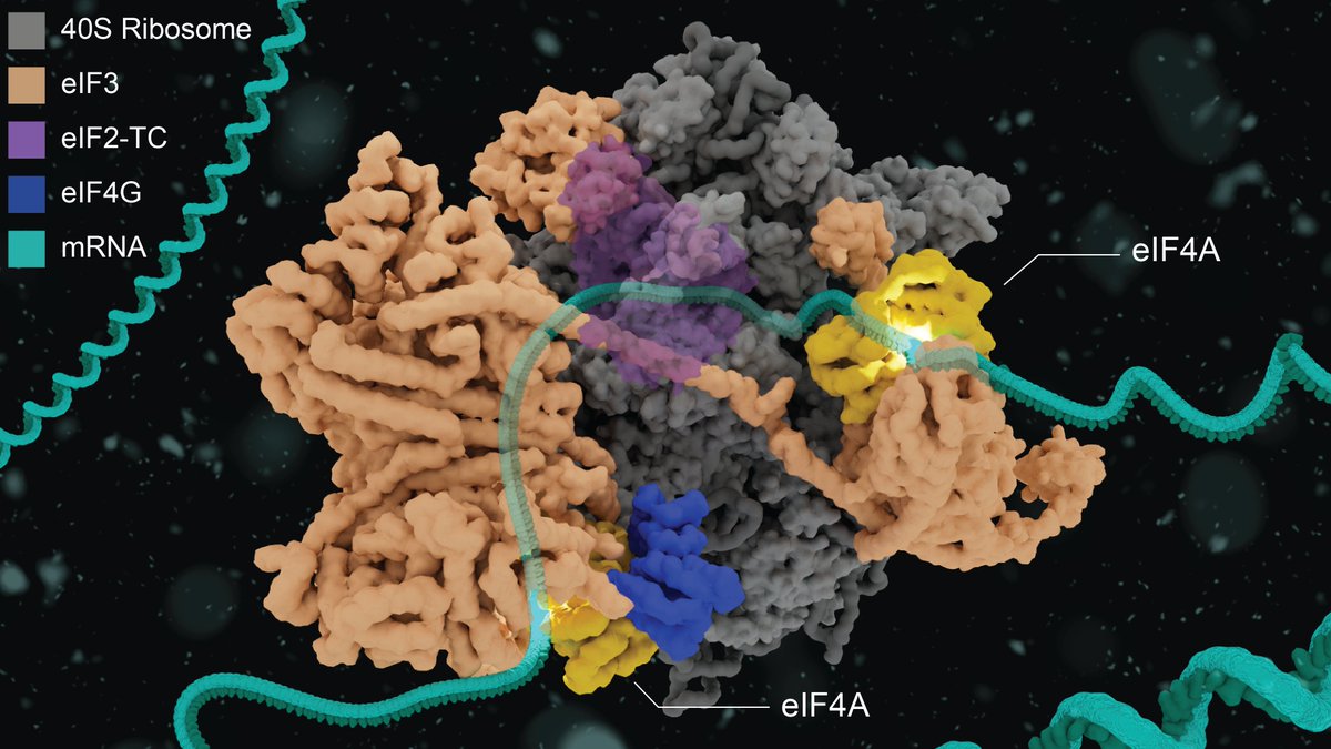 Janet Iwasa (@janetiwasa) on Twitter photo For #SeeingDiversity, we’re featuring Dr. Jay Brito Querido <a href="/Jayquerido/">Jay Brito Querido</a>! Jay’s lab focuses on studying mechanisms that regulate mRNA translation. This illustration by <a href="/torrez_rach/">Rachel Torrez</a> shows Jay’s recent studies of a second eIF4A helicase at the mRNA entry site of the 48S Complex. For #SeeingDiversity, we’re featuring Dr. Jay Brito Querido <a href="/Jayquerido/">Jay Brito Querido</a>! Jay’s lab focuses on studying mechanisms that regulate mRNA translation. This illustration by <a href="/torrez_rach/">Rachel Torrez</a> shows Jay’s recent studies of a second eIF4A helicase at the mRNA entry site of the 48S Complex.
