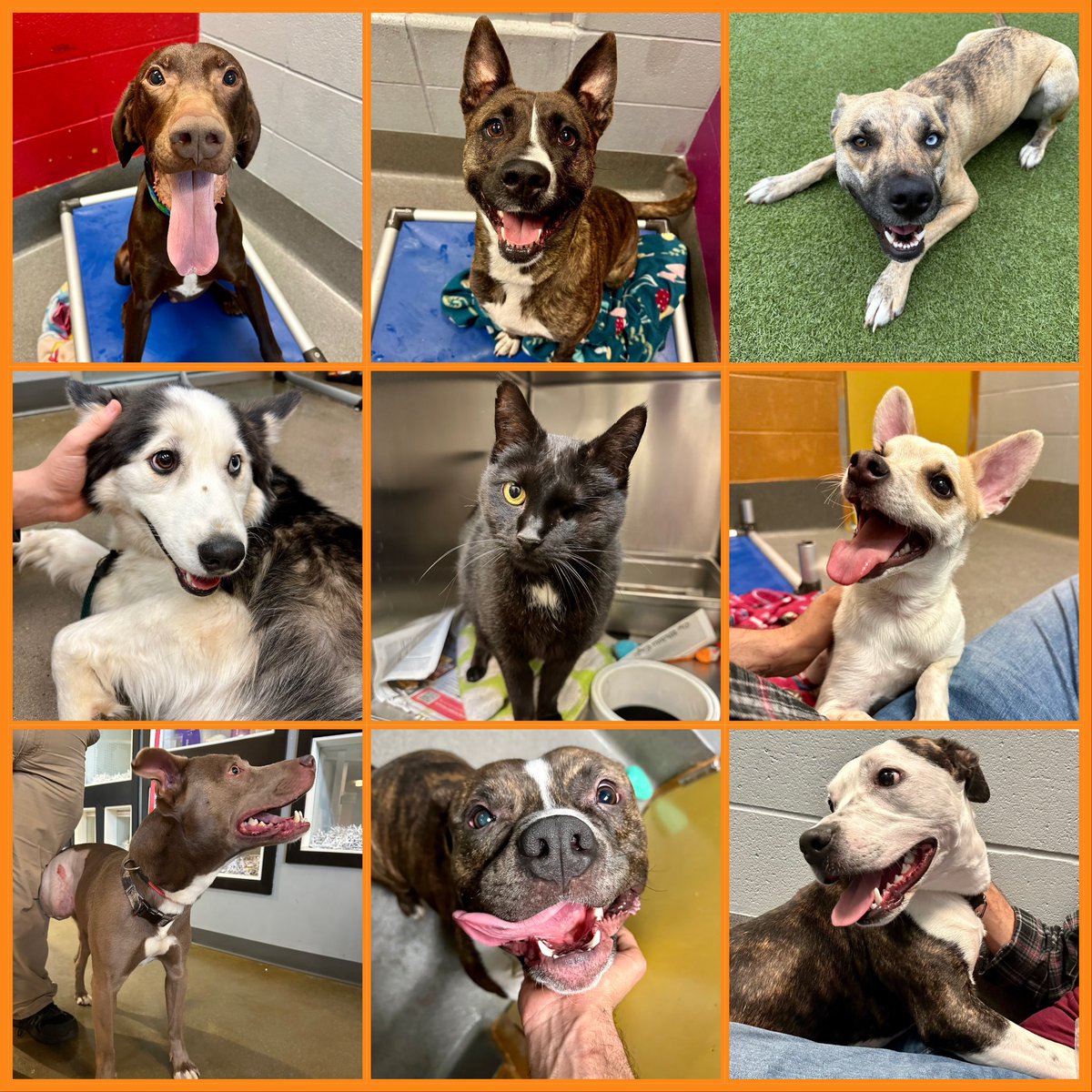 kshumanesociety's tweet photo. WE HAD 141 ADOPTIONS LAST WEEK ❤️ 86 dogs, 45 cats, 4 Guinea pigs, 3 rabbits, and 3 rats got to go home and we’re thrilled for all of them 🥰 

Our partnership with @BISSELLPets for $25 adoption fees on most pets (excluding high-profile/puppies) starts today at 11am 😄 https://t.co/Sy5tQPeoXv
