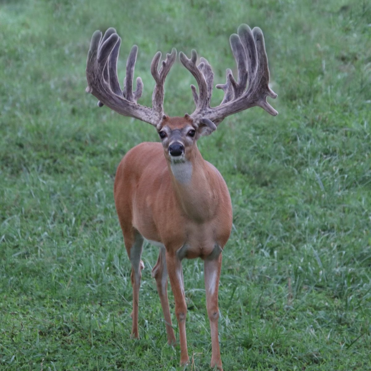 Are you going to be the first to hunt Oak Creek this season? Only a couple of spots left for the 2023 August Velvet Hunt. Call today for information! 573-943-6644 #takeakidhunting #oakcreekgiants #bestdeerhunts #missourideerhunting #oakcreekwhitetailranch