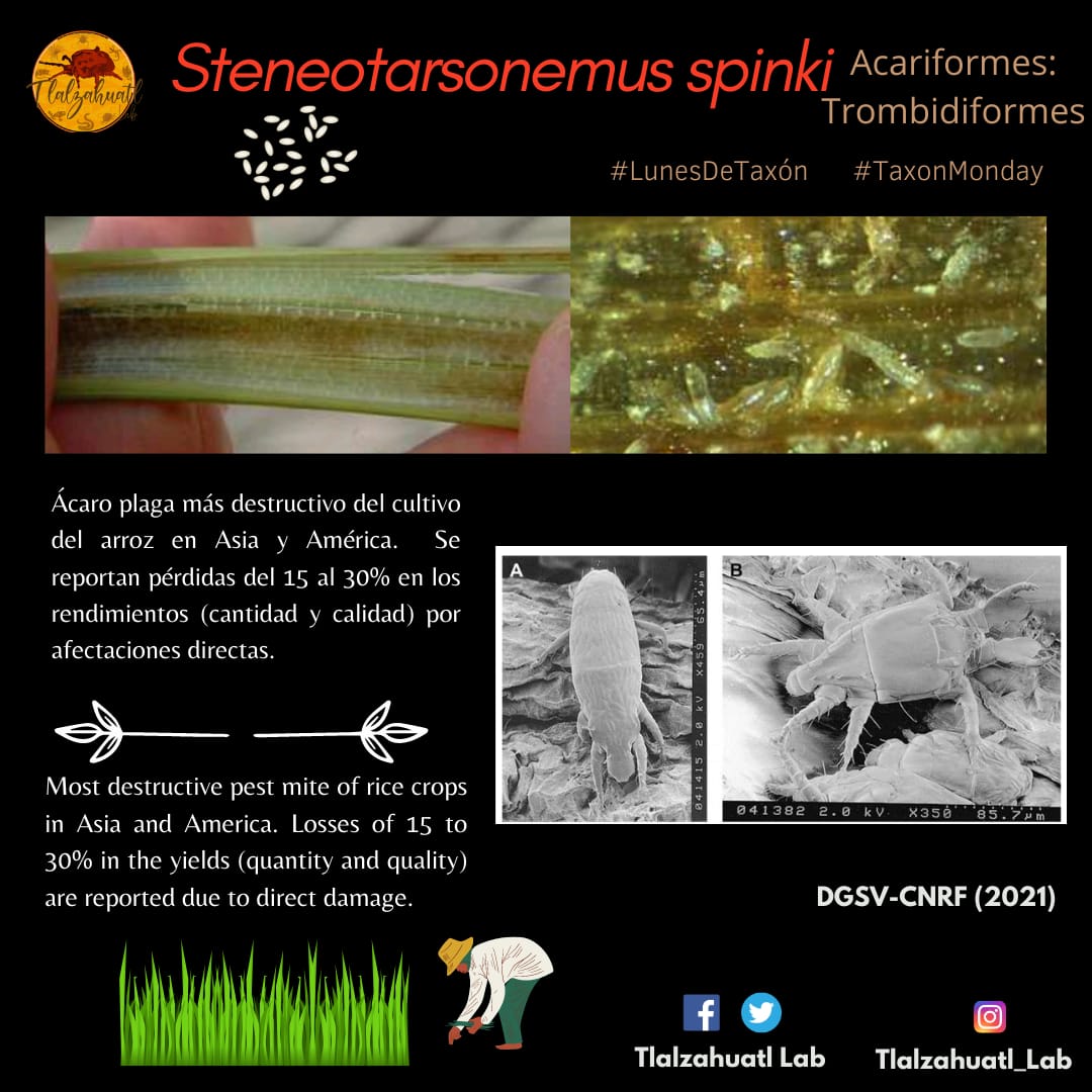TlalzahuatlLab's tweet photo. #TaxonMonday 163
🕷️🔬🍚 Our partner @Claudia85188512 illustrates a mite that destroys rice crops.
- - - -
#LunesDeTaxón 163
🍚🔬🕷️ Nuestra compañera @Claudia85188512 nos ilustra un ácaro que destruye los cultivos de arroz. https://t.co/UzbGzQB8Ec