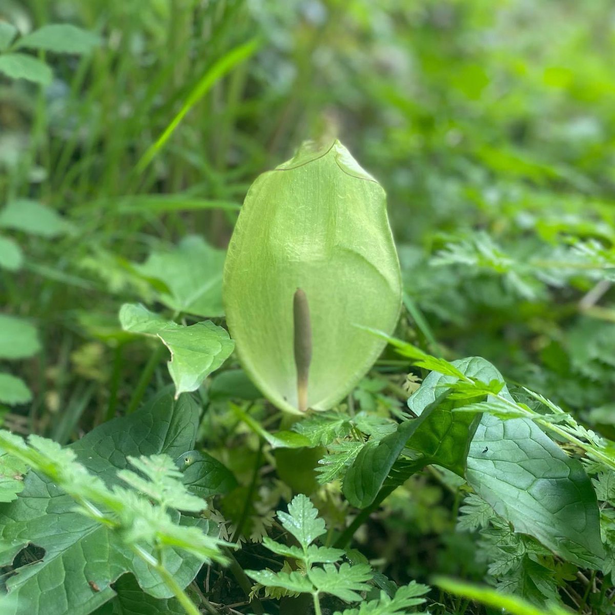 KayleighFawcett's tweet photo. What would you tell a five year old about this plant? π± #babybotany #plantidentification #plantid #ukbotany https://t.co/ZpLP4X8QCh