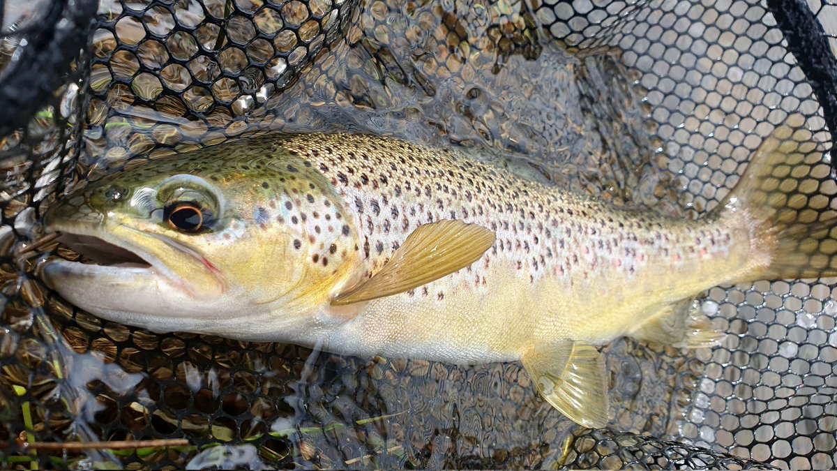GayleMarsh14's tweet photo. Some lovely fish to the net despite all the litter. 
#flyfishing
#flytying
#sharingflieswithastranger https://t.co/GZqeMovdI4