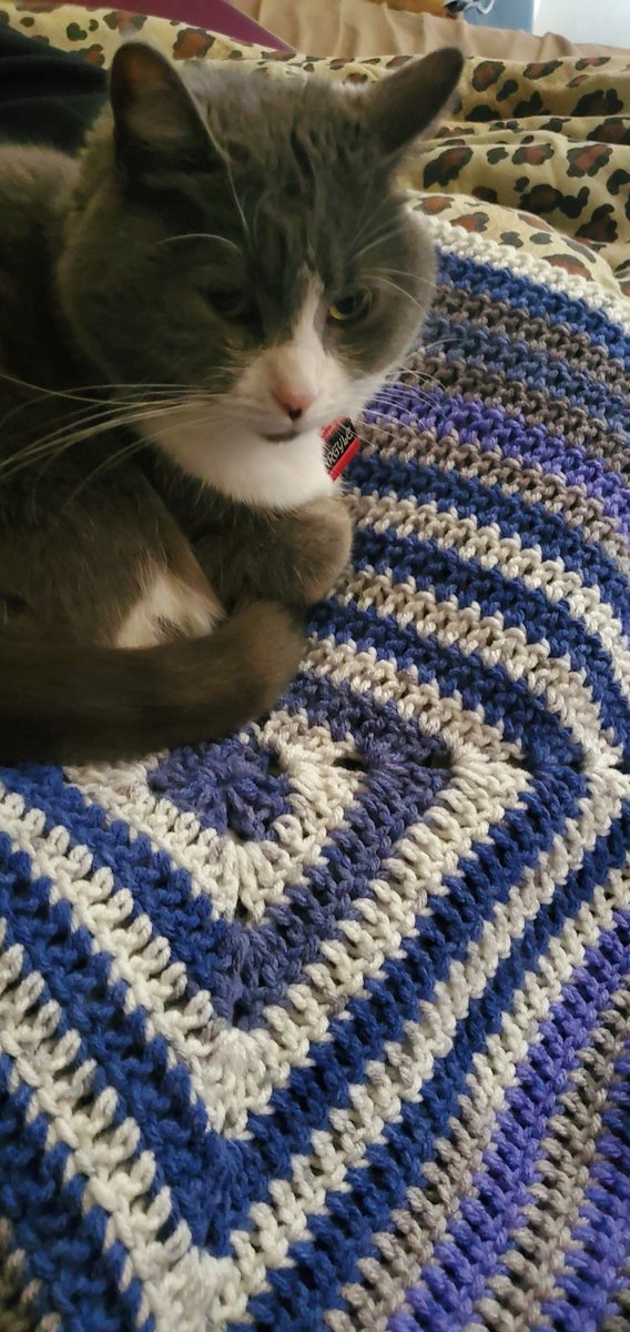 mewlsby's tweet photo. Hai, furrends. Sorry I's bees so bizzy. Mah hooman losted her mommy, so i's been da crooner fer to comferts her. Da yarn finds am on sale to helps wif espensives for hers mommy. Dad Katmats am warms an masheen washibal.  Yoo wants to halp?  Peease sends em DM 💜Fankies!! 💙 https://t.co/Jf2fHo5wkU