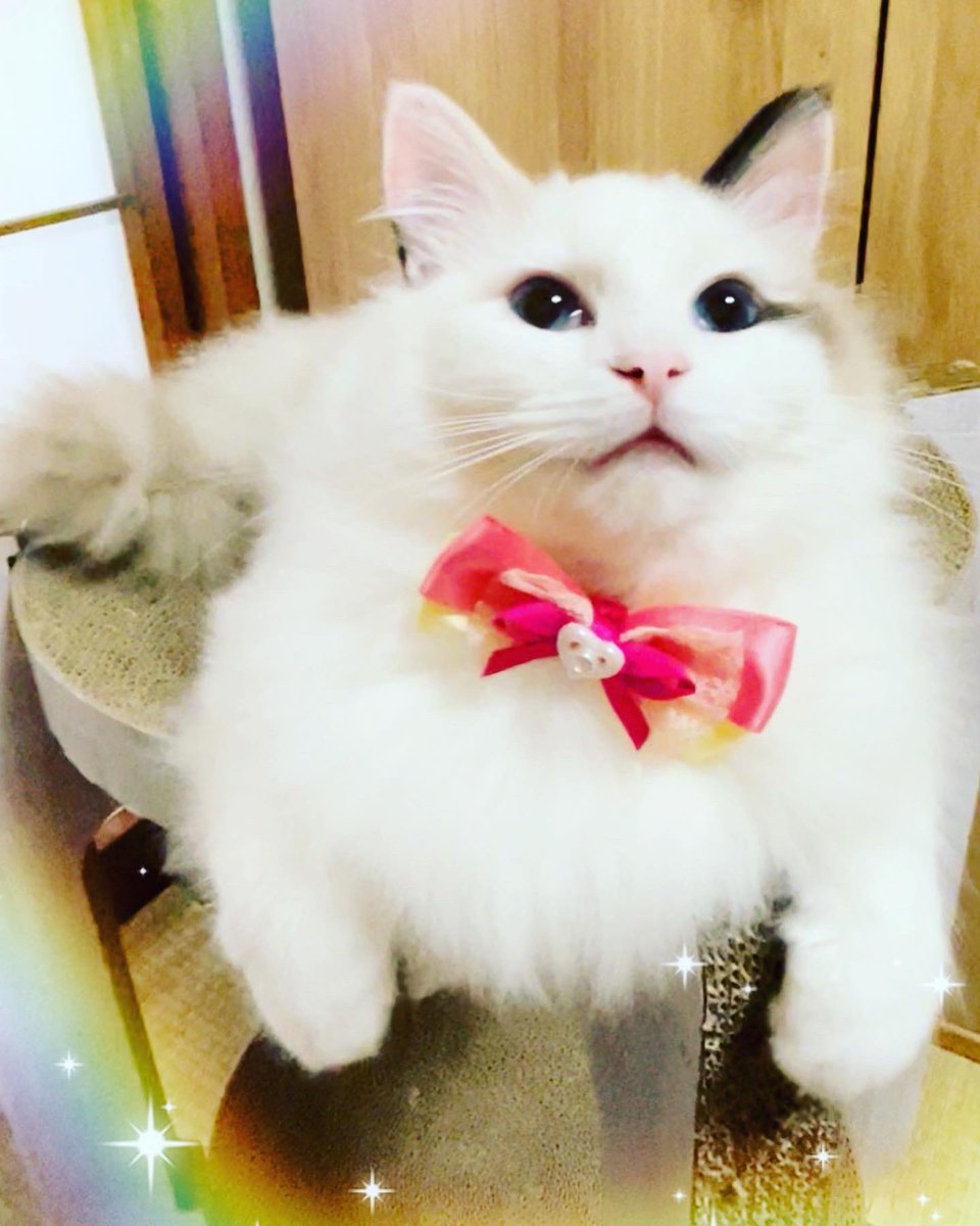 lani42minute's tweet photo. れのぴっぴ可愛い〜💕💕 https://t.co/dGXpaepHLU