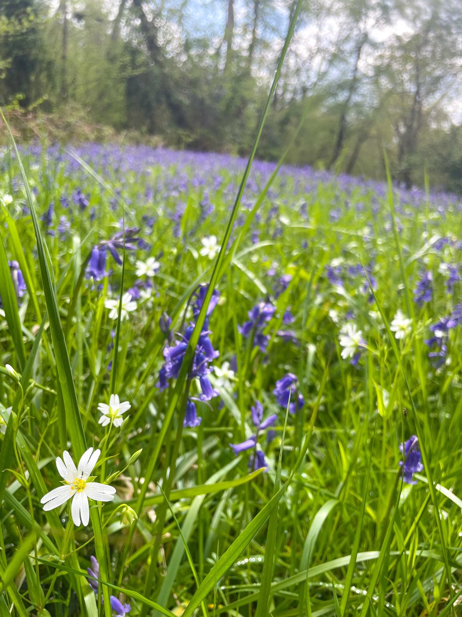 Rather squelchy stomp round to see the bluebells 💜

I’ll always be a country girl at heart 🍃