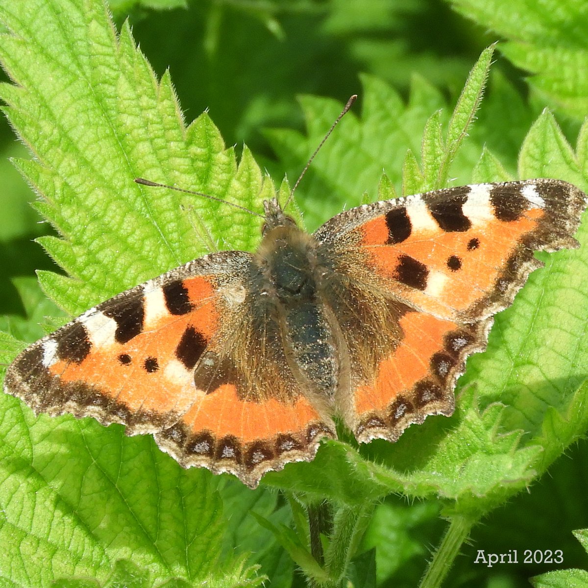 georggmuer's tweet photo. Photo 📷 Dump for April 🫶
#KleinerFuchs 🦋
#Lamm
#Tagpfauenauge
🍀 #Asterix #Obelix #Idefix
#Edelfalter #Schmetterling #Zürichsee #GetOutside #ThePhotoHour #WildlifePOTD #CreateYourLight #Moments2023 #TwitterNatureCommunity #GGMLive #WildeNachbarn #ZürcherWanderwege #AprilDump https://t.co/eIj0L8lwcO