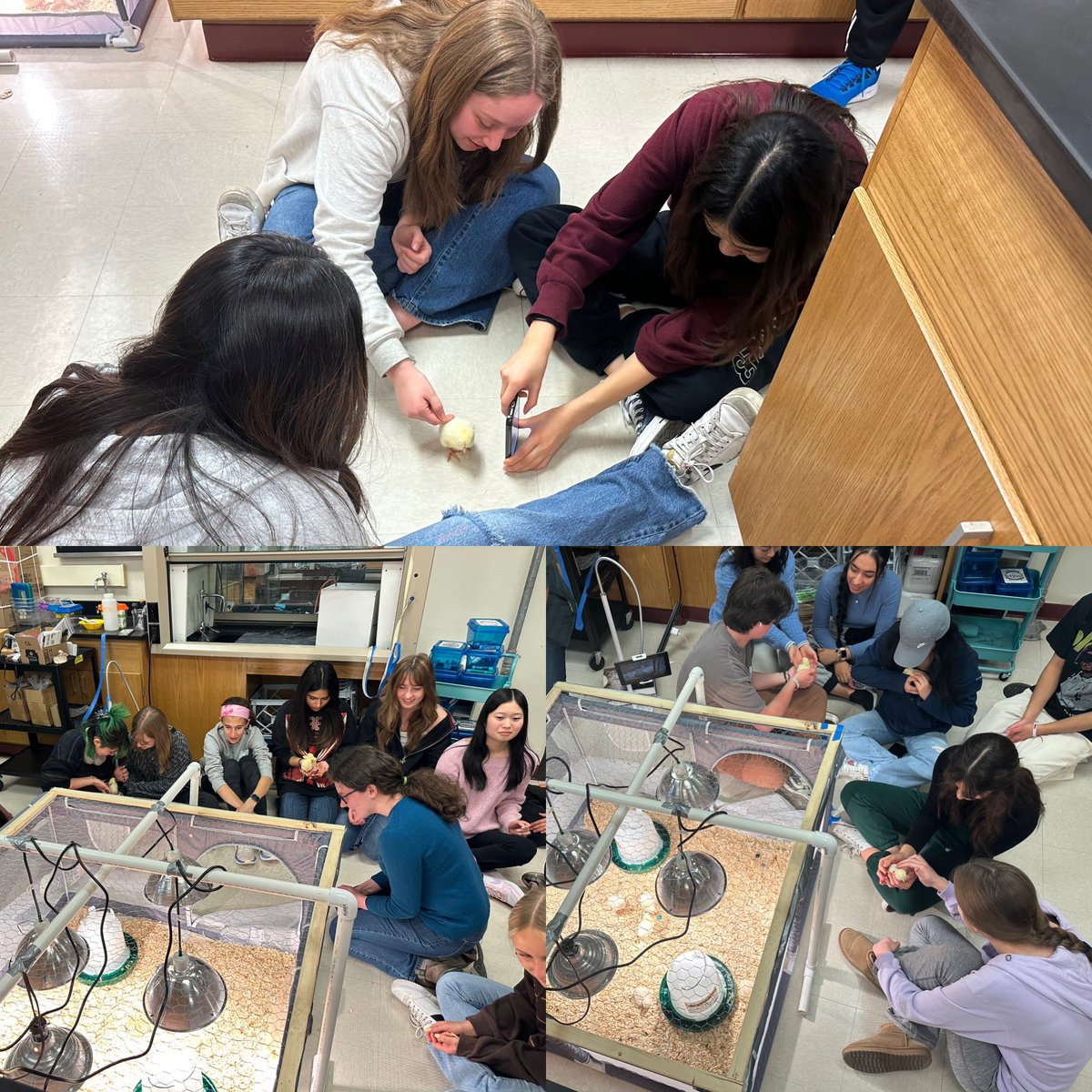 Quality #SEL time was had with the 🐥 in @bhs_apbio #BHSHHB #BHSAPR #WeBelong220