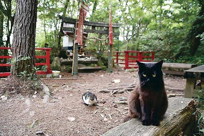 En Japón hay varias islas famosas por albergar animales campando a sus anchas como Miyajima (ciervos) y Okunoshima (conejos) pero, hay una no tan turística llamada Tashirojima. Allí viven unas 100 personas y casi el triple de gatos. Hasta tienen un pequeño altar en su honor.