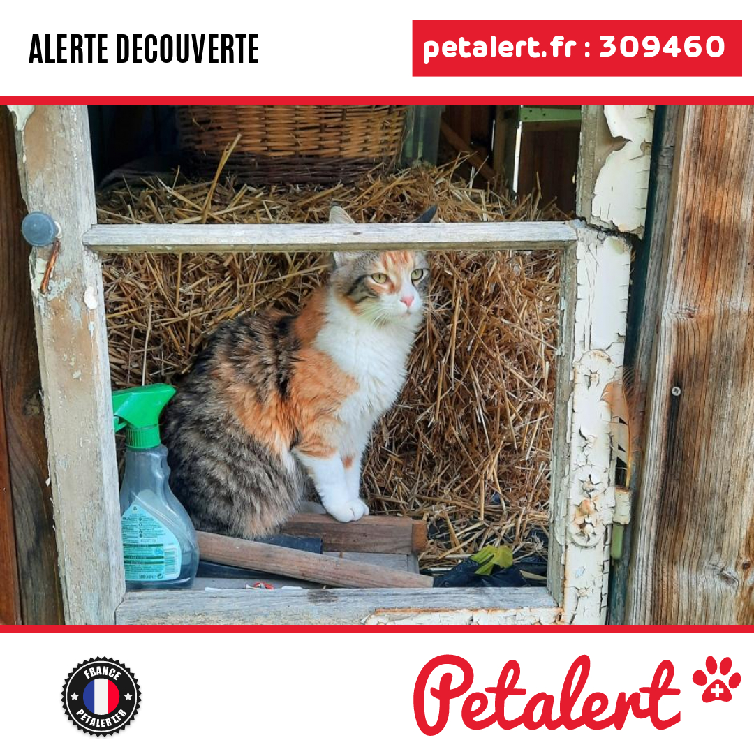 Trouvé #Chat #BasRhin #Lingolsheim #Petalert  #PetAlert67 / p3t.co/kGqdA