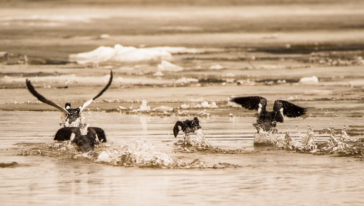 Movin' on (Common Mergansers)
 #birdwatching #birdphotography #SpringMigration #LakeSuperior #Wisconsin