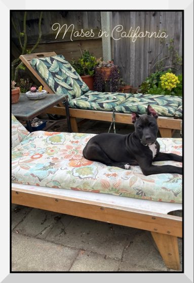 MengusNation's tweet photo. @DogBoxerNation https://t.co/kaRcfqzf8d