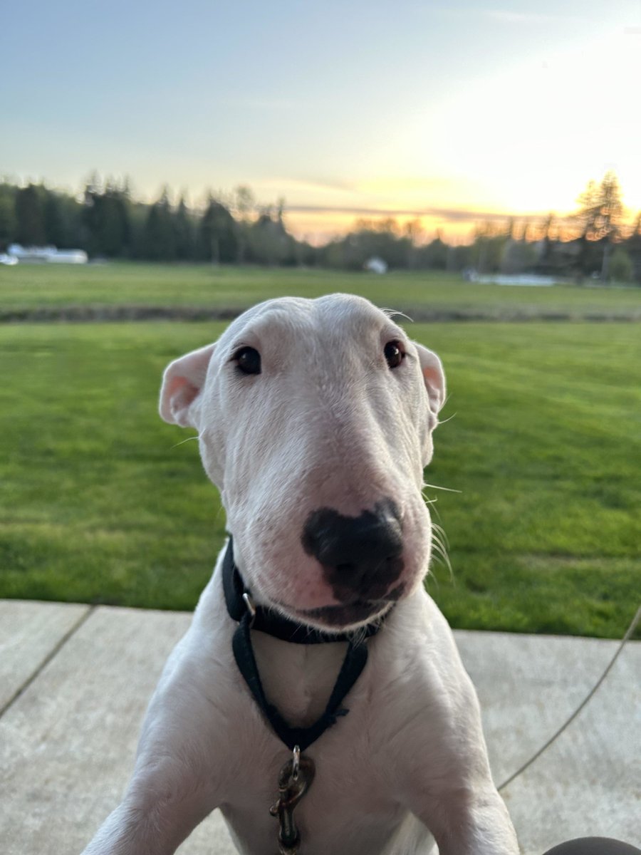 Tomorrow is this lady’s first gotcha day! Very excited to celebrate her and gi...  #dogsoftwitter #EnglishBullTerrier UKDogOwner.co.uk/dog-breeds/Eng…