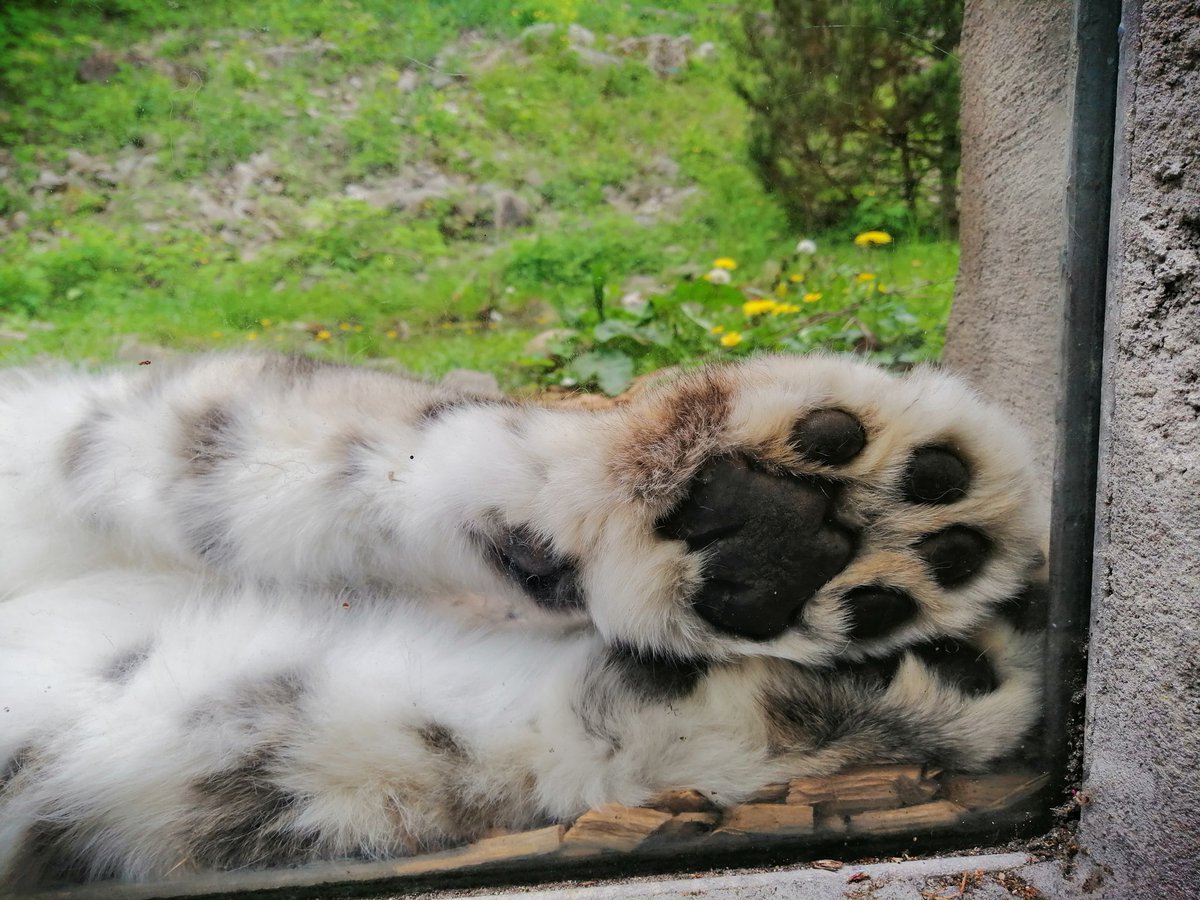 Sinseaker's tweet photo. Das #Pfoto des Tages wurde im Karlsruher Zoo aufgenommen.
#catcontent mit Schneeleopard. https://t.co/4qCh91ybNC