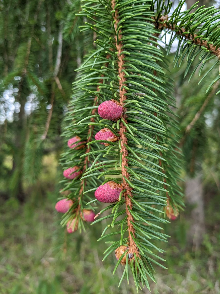 Have you participated in the Spring BioBlitz City Nature Challenge yet? Get out there TODAY for the final day of this BioBlitz and remember to upload your photos to iNaturalist! 

inaturalist.org/projects/city-…