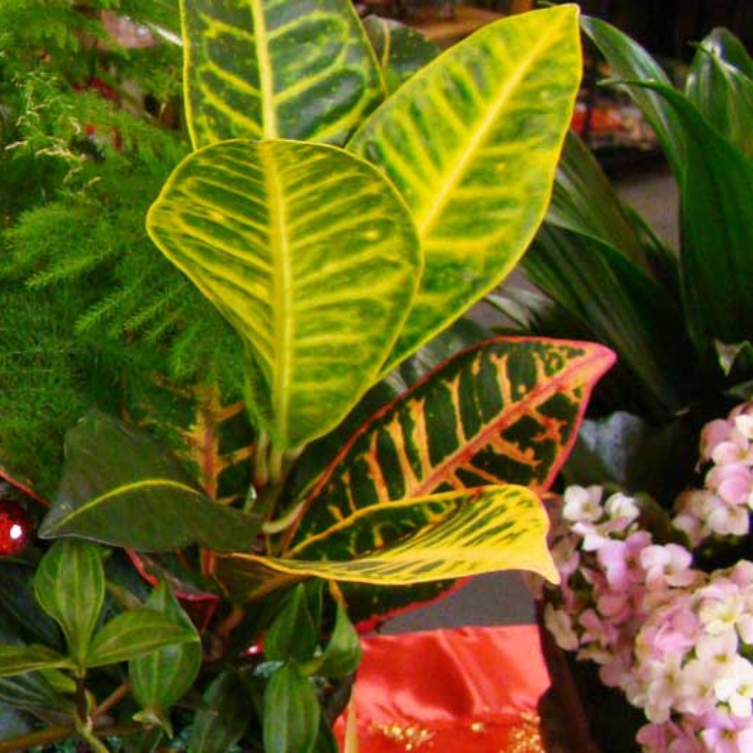 Plant Something Together tweet media