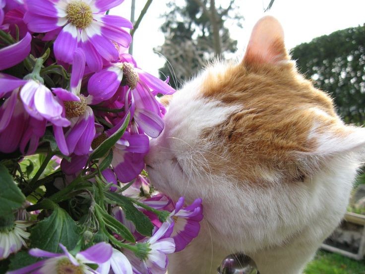 smelling flowers