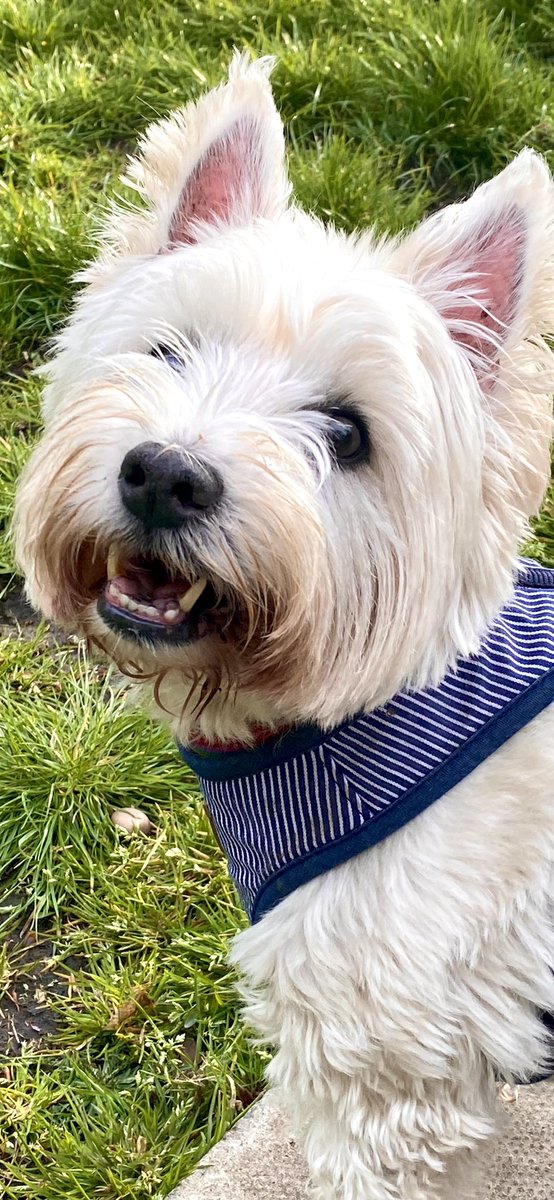 Just thought I’d gives you my bestest toofy smile. #HappyMayDay