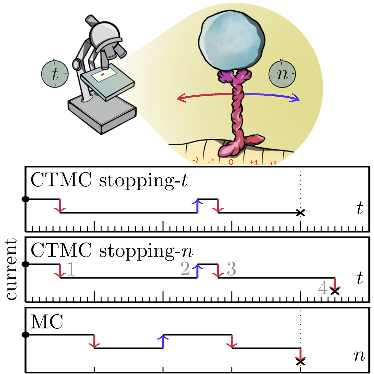 Beat of a current, Pedro E. Harunari, Alberto Garilli, and Matteo Polettini <a href="/pedroharunari/">Pedro Harunari</a> <a href="/alberto_garilli/">Alberto Garilli</a> <a href="/uni_lu/">uni.lu</a> go.aps.org/3oThEL8