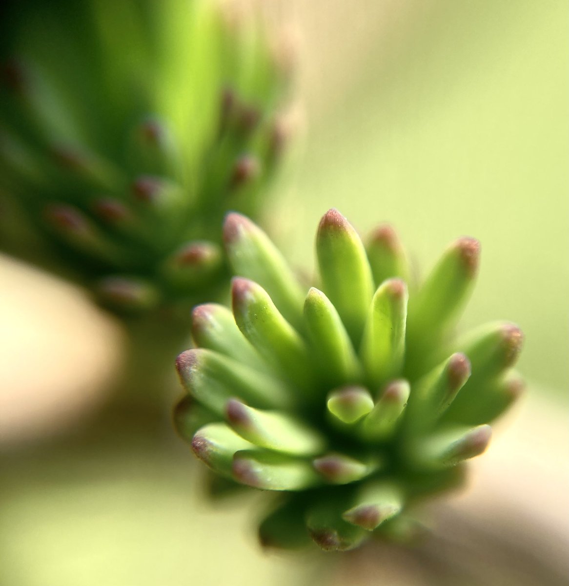 baltic_nwb's tweet photo. Spring is coming… #nature #NaturePhotograhpy #spring #naturelowers #closeeye #naturewild #biodiversity https://t.co/iqjqttyWr3