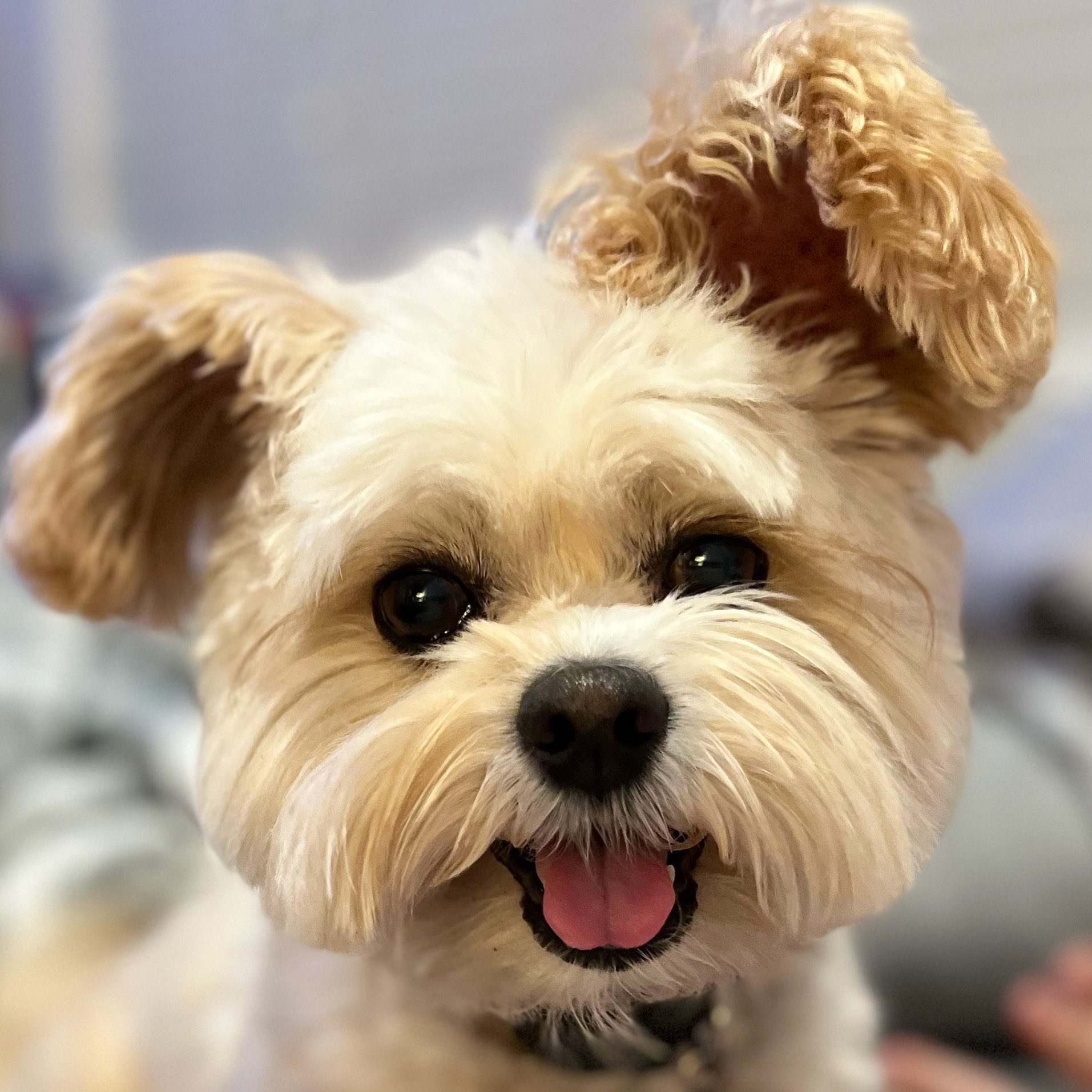 Popeye the foodie dog cheap breed