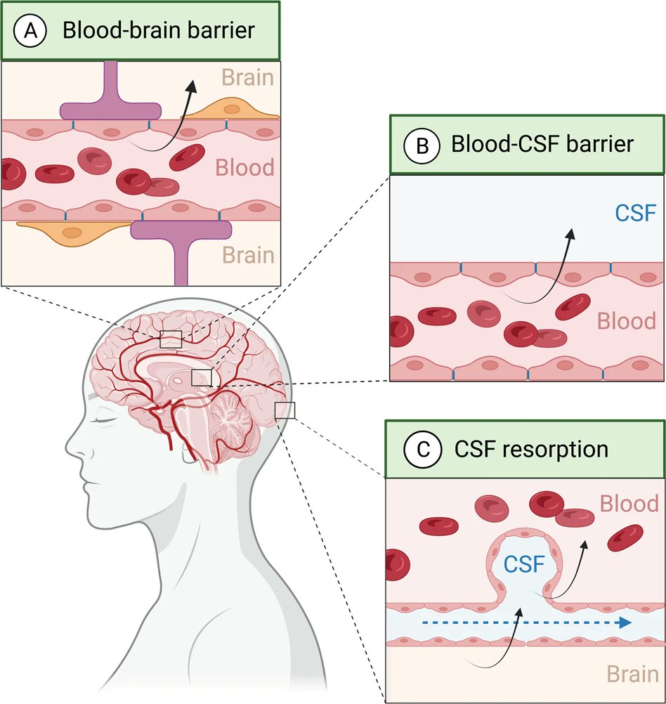 The association between inflammatory markers in blood and cerebrospinal fluid: a systematic review and meta-analysis. By Frederieke A. J. Gigase et al. @MountSinaiPsych @TilburgU #inflammation #CSF #inflammatorymarkers #systematicreview #OpenAccess nature.com/articles/s4138…