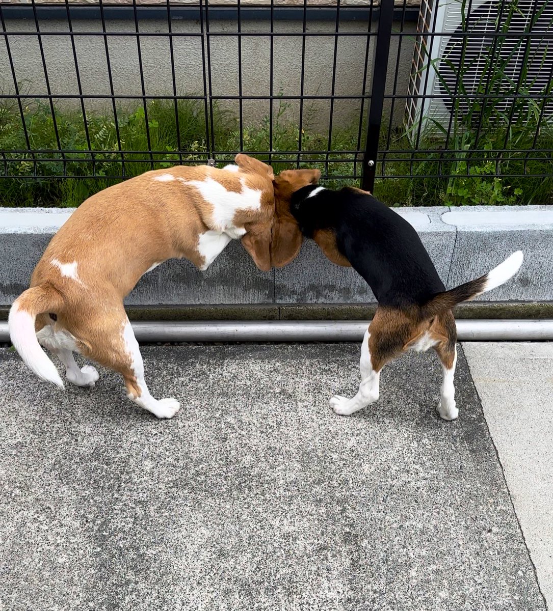 beagle_usa1's tweet photo. https://t.co/6UX3qwnF72