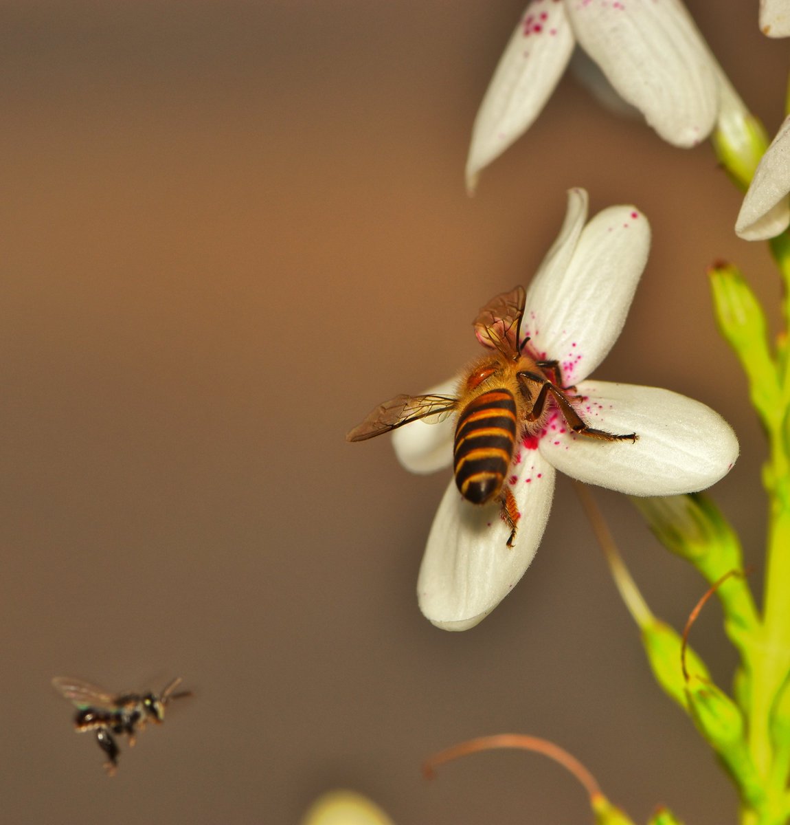 KiranVatiKMNG's tweet photo. Bees in search of food #BBCWildlifePOTD @WildlifeMag @BBCSpringwatch #iNaturalist
#natgeoyourshot  #nikon #nikonphotography #NikonD5600 #insect #NatGeoYourLens #insectweek #insectweek22 #littlethingsthatruntheworld @insectweek #NikonAsia #NifHive #NiFFeature https://t.co/gx0vF8wzmF