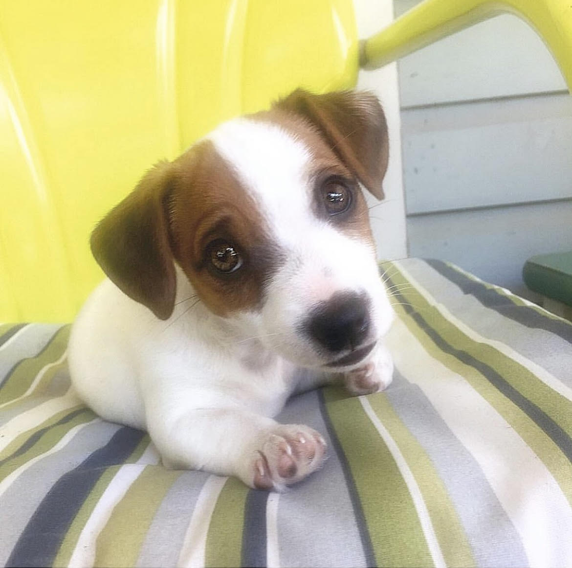 happy monday from smol me🥹

#throwback #astropuppy #jackrussellpuppy #puppylove #jackrussellnation #9gag #barked #jrt #jackrusselldog #astro #dogs  #dog #cute #cuteness #cutenessoverload #doggo #doglovers #doglove #doglife #happydog